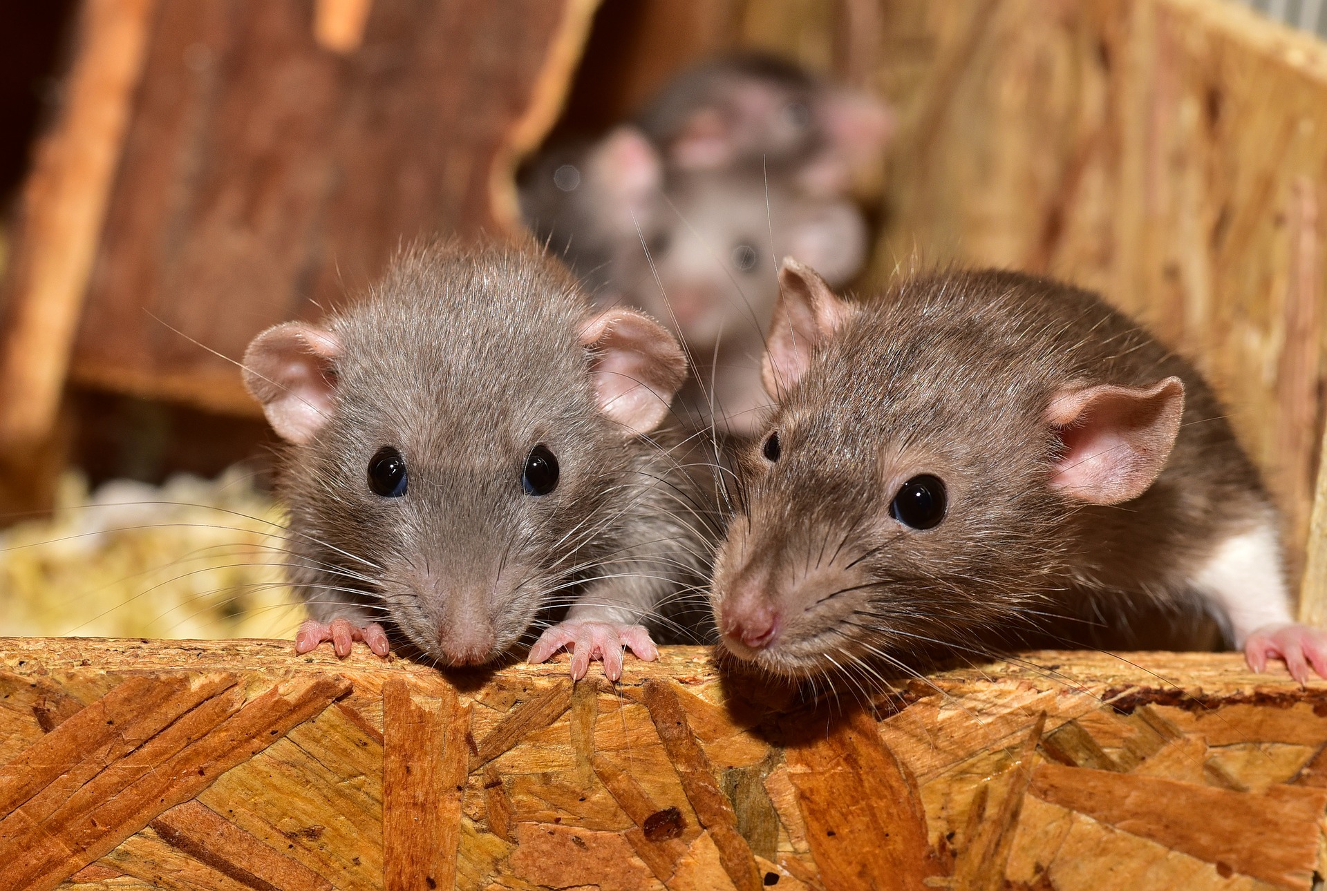 Patkányirtás házilag – tippek és házi módszerek