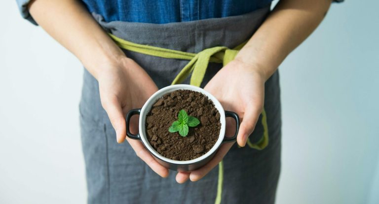 person holding cup with green plant